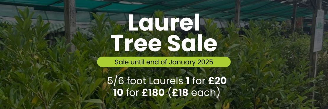 Westview Laurel Tree Sale