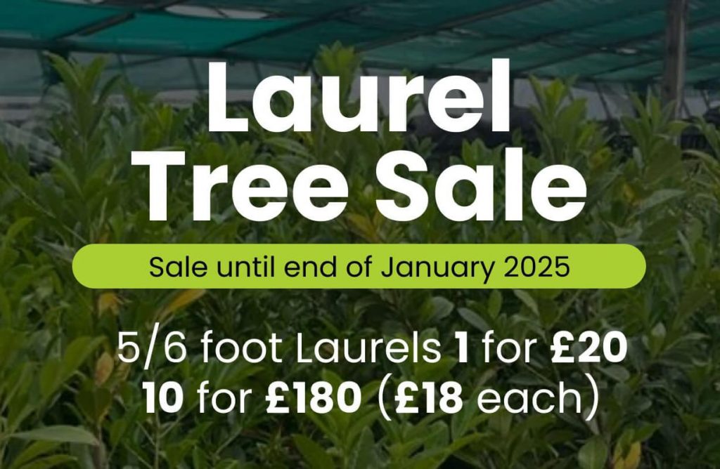 Westview Laurel Tree Sale